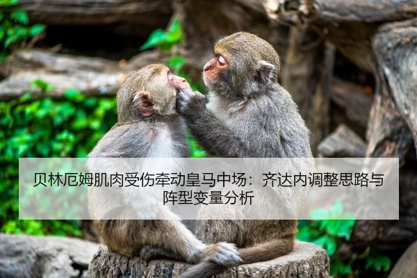 贝林厄姆肌肉受伤牵动皇马中场：齐达内调整思路与阵型变量分析